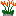 Tiger Lilies in pot